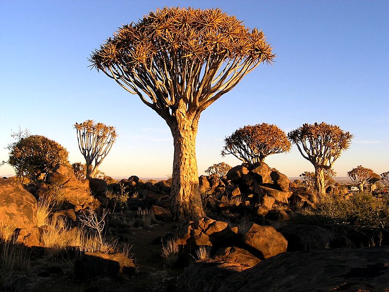 File:South-Namib, Kuivertrees.JPG