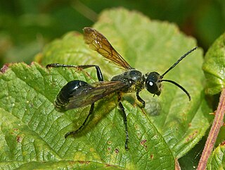 <i>Isodontia</i> Genus of insects