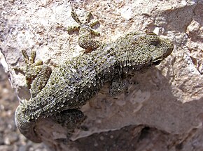 Descrierea imaginii Spiny gecko lanzarote.jpg.