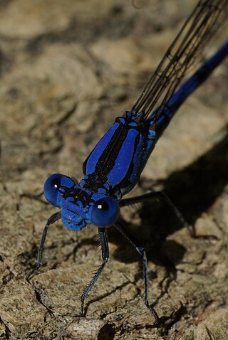 <span class="mw-page-title-main">Springwater dancer</span> Species of damselfly