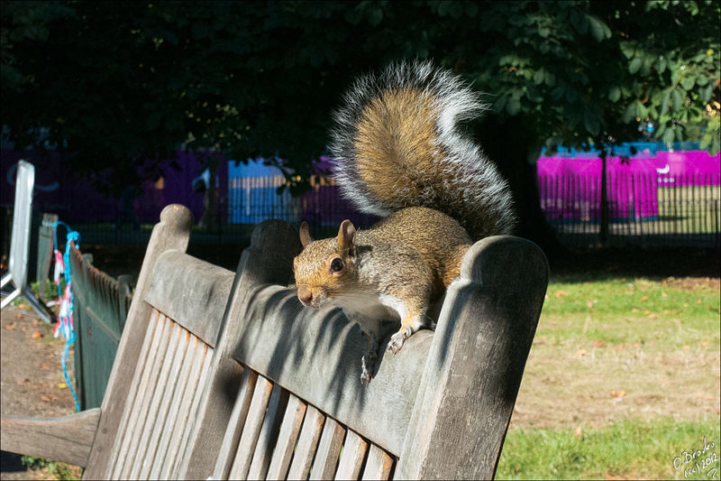 File:Squirrel on bench in Saint James Park.jpg