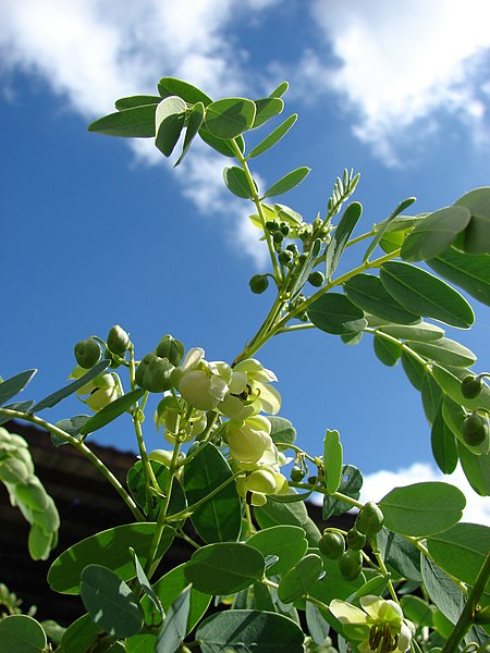 File:Starr-090601-8685-Senna gaudichaudii-flowers and leaves-Ulupalakua greenhouse-Maui (24842931752).jpg