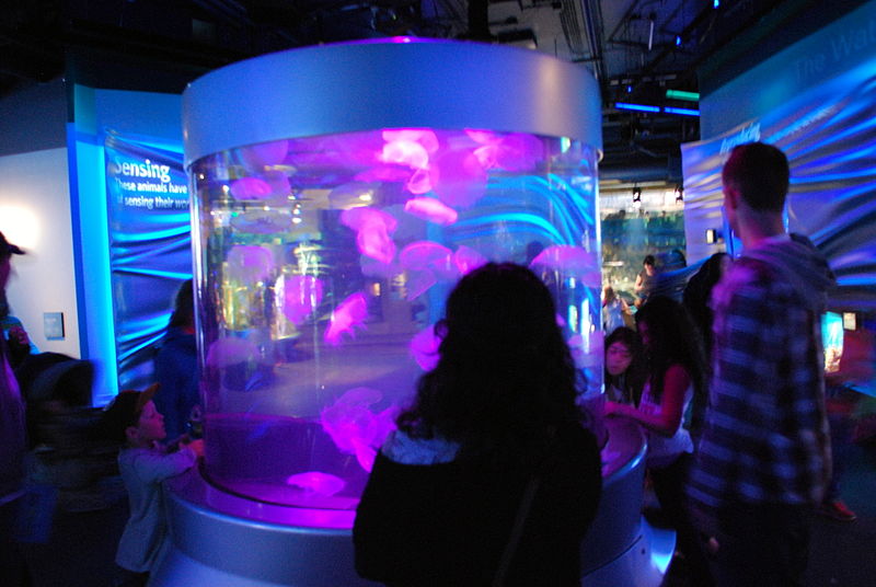 File:Steinhart Aquarium 24 2013-03-28.jpg