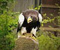 Steller's Sea Eagle (Haliaeetus pelagicus) (48397939752).jpg