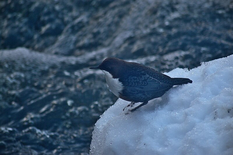 File:Strömstare (Cinclus cinclus), Eskilstuna, Sweden, February 2015 0019.jpg