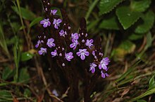 This is a parasitic noxious weed, Striga gesnerioides, commonly called Witchweed. Striga gesnerioides - Purple Witchweed (5039468678).jpg