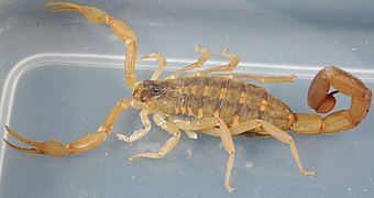 Centruroides vittatus, the striped bark scorpion, a member of Buthidae, the largest family of scorpions