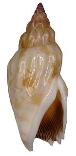 <i>Tridentarius dentatus</i> species of mollusc (fossil)