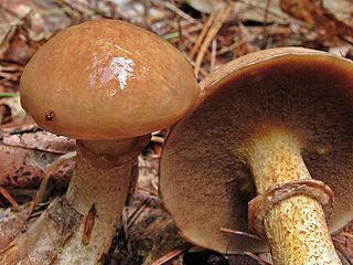 <i>Suillus acidus</i> Species of fungus