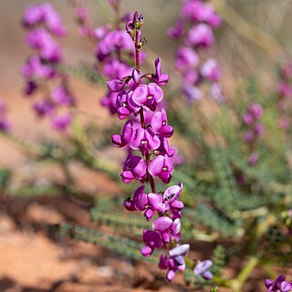 <i>Swainsona microphylla</i> Species of legume