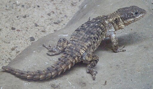 Szyszkowiec - Cordylus jonesii - ZOO Warszawa