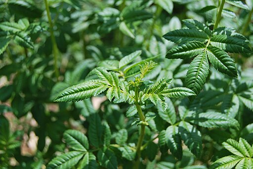 Tagetes elliptica (Chincho)