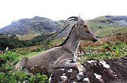 The Nilgiri Tahr in the Mountains of the Western Ghats.