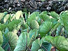 Taro leaves --by tom burke.jpg