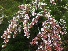 Taxandria spathulata цветя.jpg