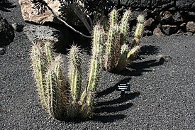 Corryocactus brevistylus