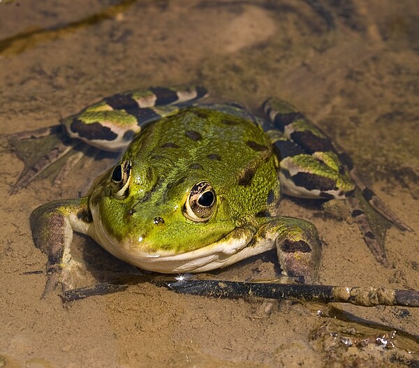 Wasserfrösche – Biologie