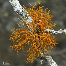 Teloschistes flavicans - Flickr - pellaea (1).jpg