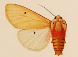 Teracotona homeyeri