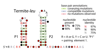 Termite-leu RNA motif