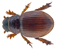 Tesarius caelatus (LeConte, 1857) .png