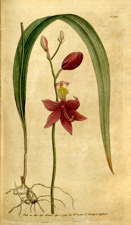 Tập tin:The Botanical Magazine, Plate 116 (Volume 4, 1791).png