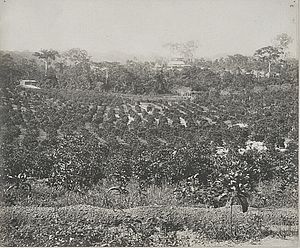 Harvesting and agriculture in Ghana in the 20th century The National Archives UK - CO 1069-34-22-2-001.jpg