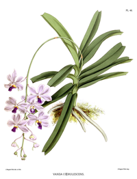 plate 48 Vanda coerulescens