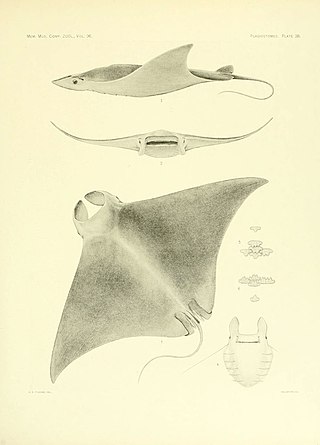 <span class="mw-page-title-main">Lesser devil ray</span> Species of cartilaginous fish