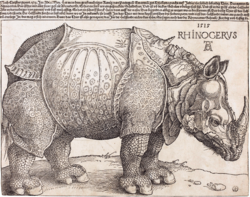 Example of a 16th-century woodcut, Durer's Rhinoceros, by Albrecht Durer, 1515 The Rhinoceros (NGA 1964.8.697) enhanced.png