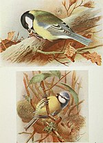 Thumbnail for File:The birds of the British Isles and their eggs (1919) (14569049980).jpg