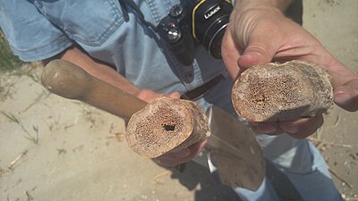 The foot bone of a bison of the Pleistocene age. Beglecy outcrop.jpg