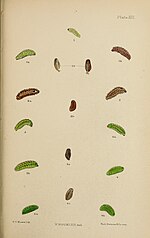 Thumbnail for File:The larvæ of the British butterflies and moths BHL41107825.jpg