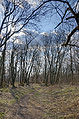 * Nomination: Forest in winter --ComputerHotline 18:48, 6 March 2010 (UTC) * * Review needed