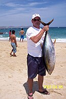 Spécimen d'environ 25-30 kg, péché au vif (sardine Monterey), Basse Californie Sud, Mexique.