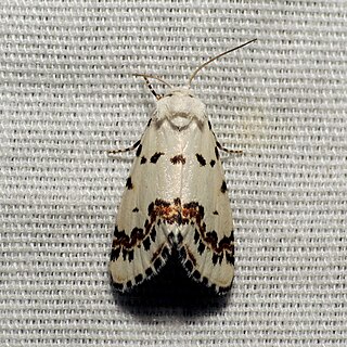 <i>Grotella tricolor</i> Species of moth