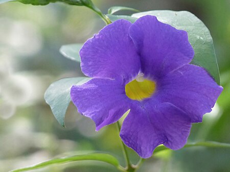 Tập_tin:Thunbergia_erecta_at_Kudayathoor.jpg