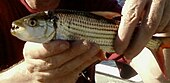 African tigerfish TigerfishHydrocynusVittatus2.jpg