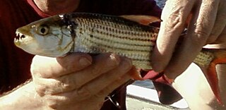 Animal Planet - The goliath tigerfish (or Hydrocynus