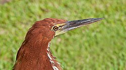 Tigrisoma lineatum portrait.jpg