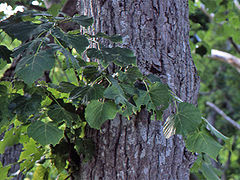 Tilia japonica.JPG