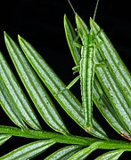 Timema poppensis (Phasmida).