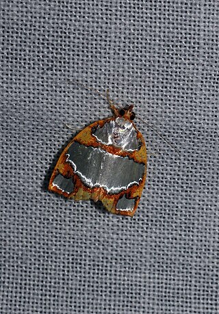 <i>Titulcia</i> (moth) Genus of moths