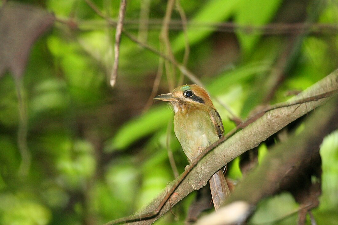 Hylomanes momotula