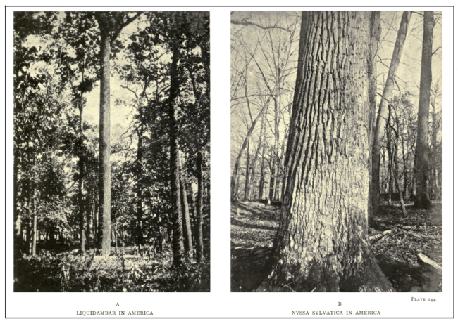 Plate 144: Liquidambar in America (A), Nyssa sylvatica in America (B)