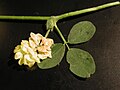 Trifolium campestre stipula, leaf and inflorescence