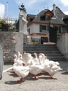 Troupeau d'oies exposées lors du marché de Villard de Lans