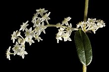 Trymalium odoratissimum subsp. odoratissimum - Flickr - Кевин Тиле.jpg