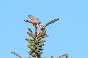 Turmfalke: Name, Erscheinungsbild, Lautäußerungen