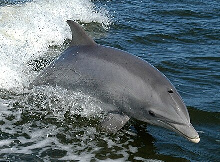Common bottlenose dolphin surfs close to a research boat on the Banana River.